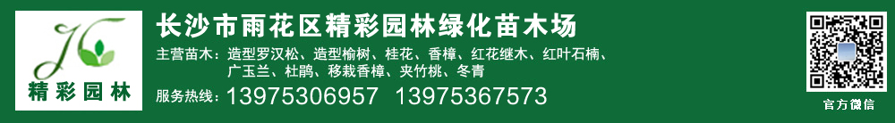 长沙市雨花区精彩园林绿化苗木场